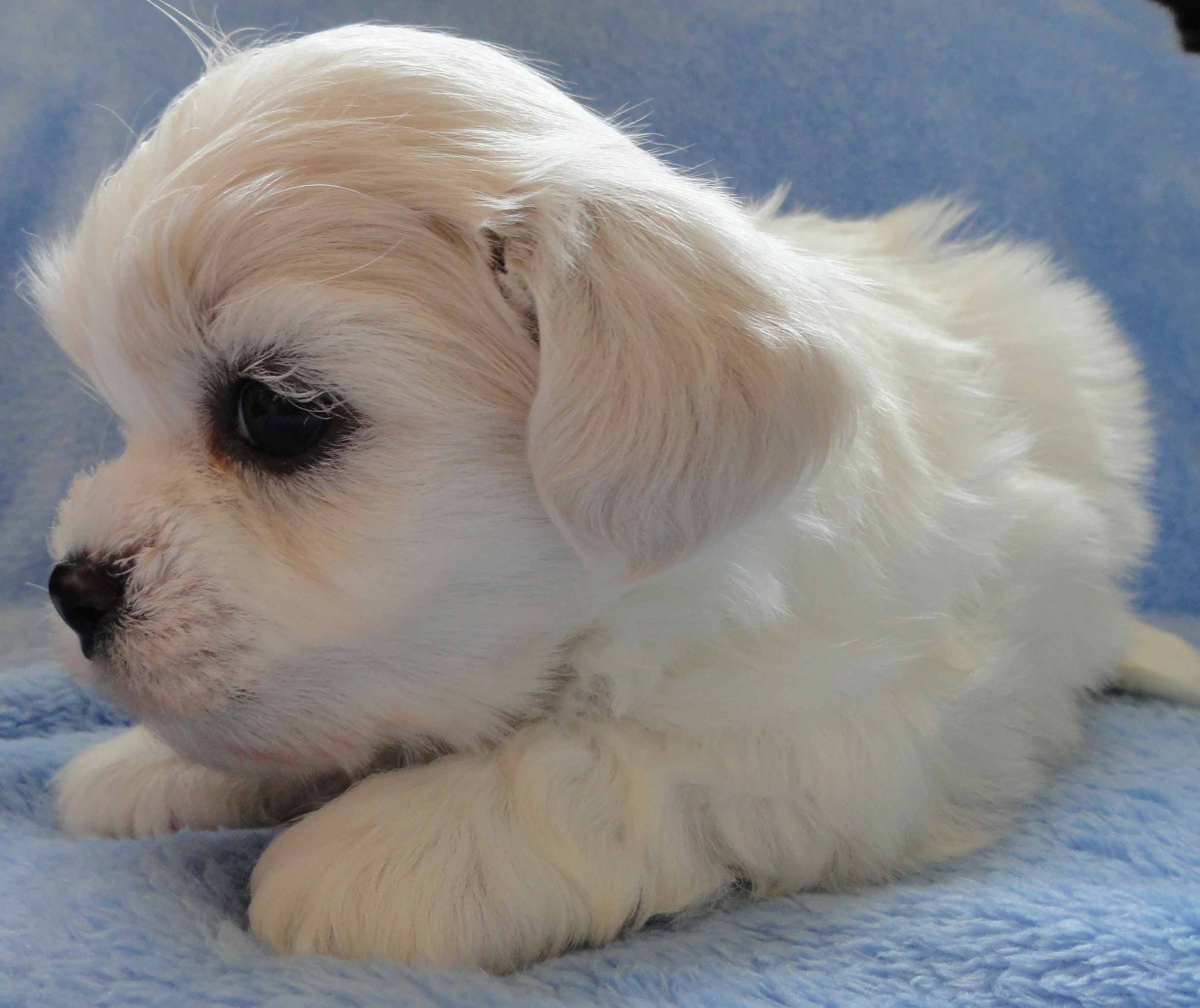 teddy bear zuchon puppies