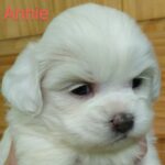 Annie