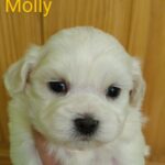 Molly